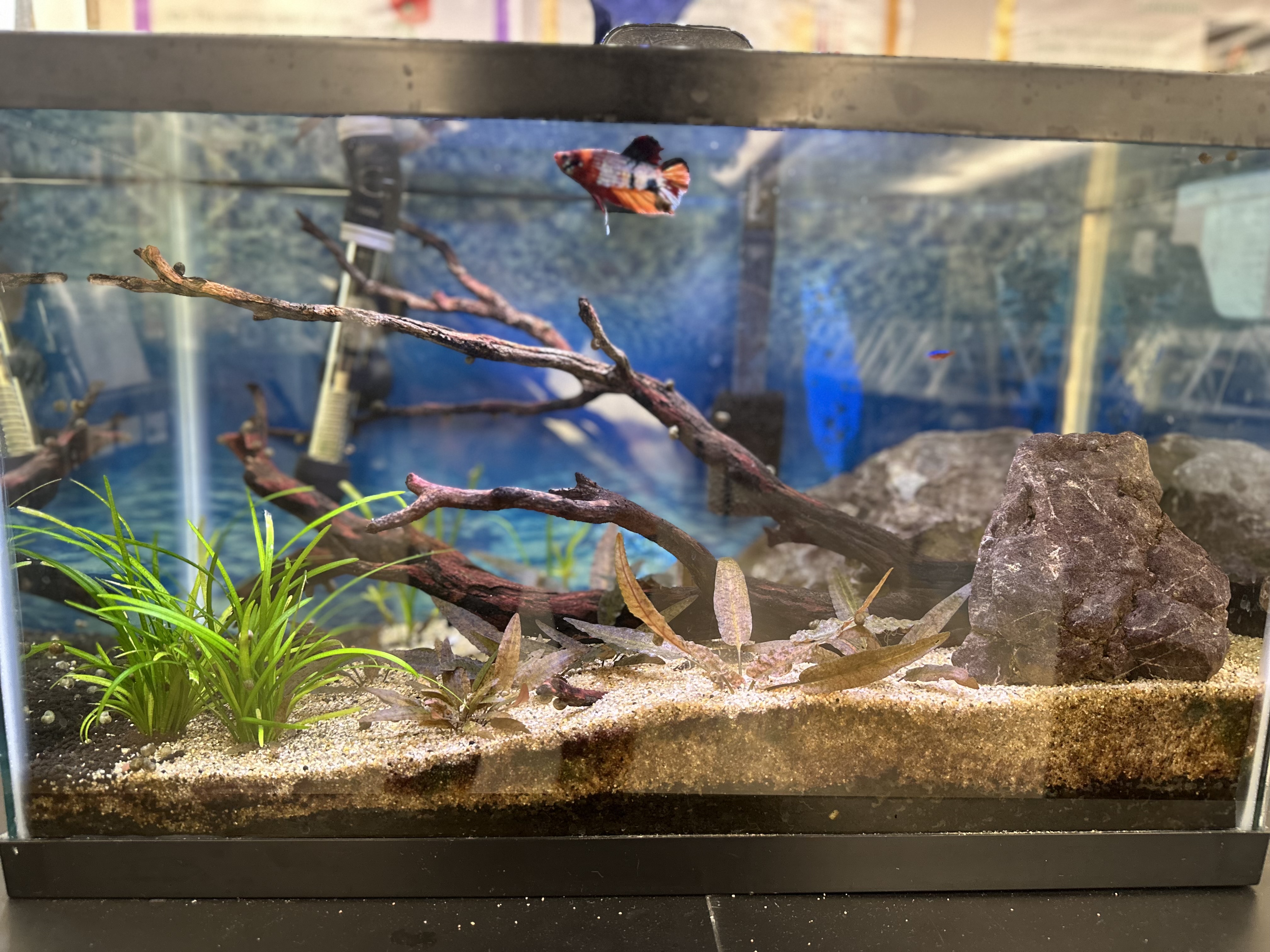 Classroom freshwater aquarium with rocks and plants