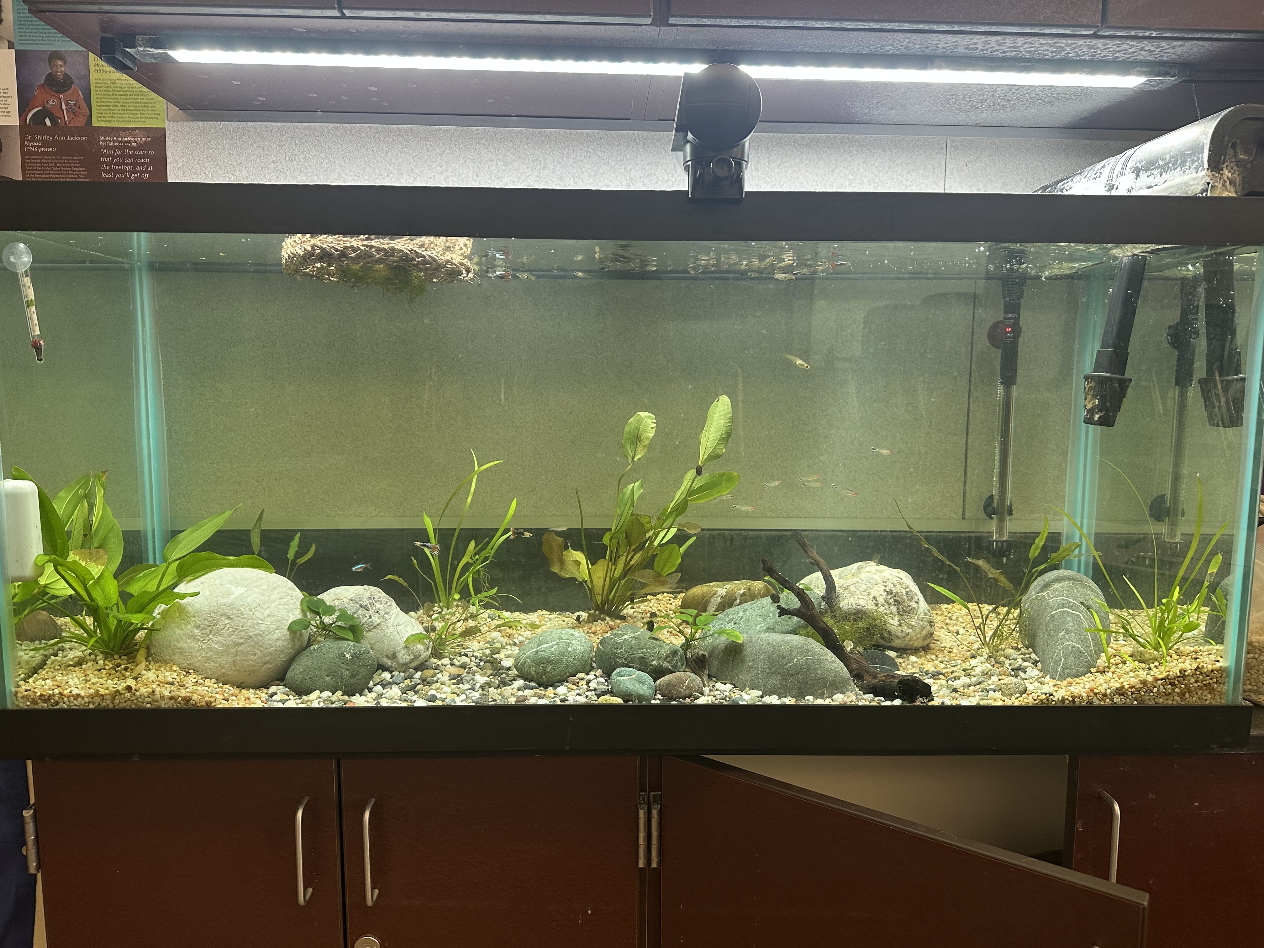 Large 110 gallon community aquarium with over 100 fish