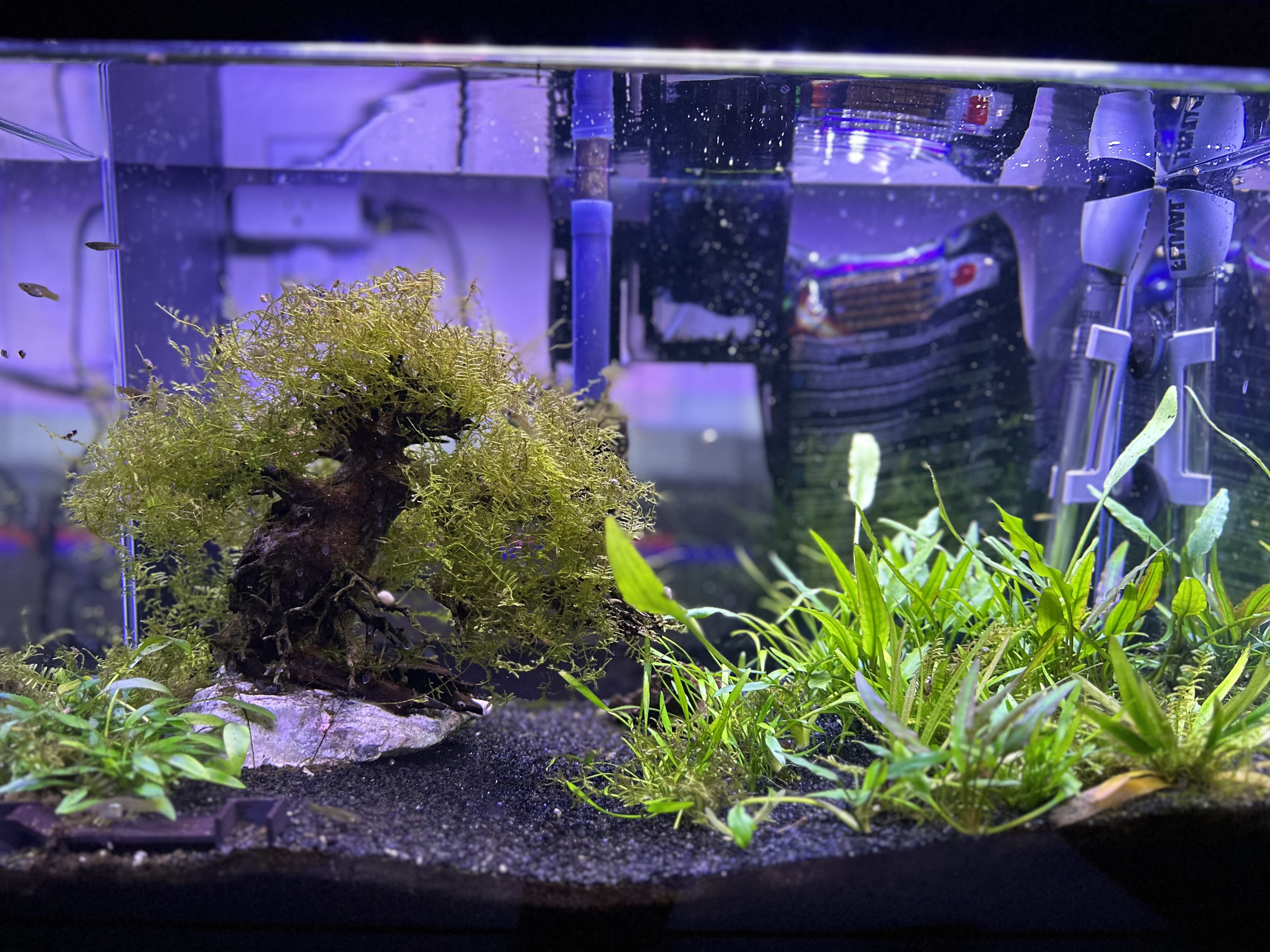 10 gallon breeding tank with diorama aquascape and moss bonsai