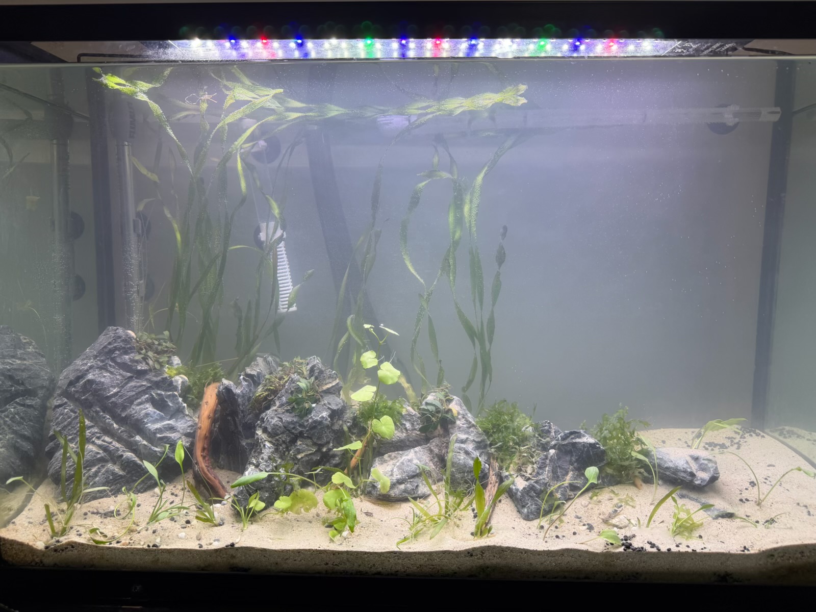High tech 30 gallon aquarium with heavy equipment and lush plants