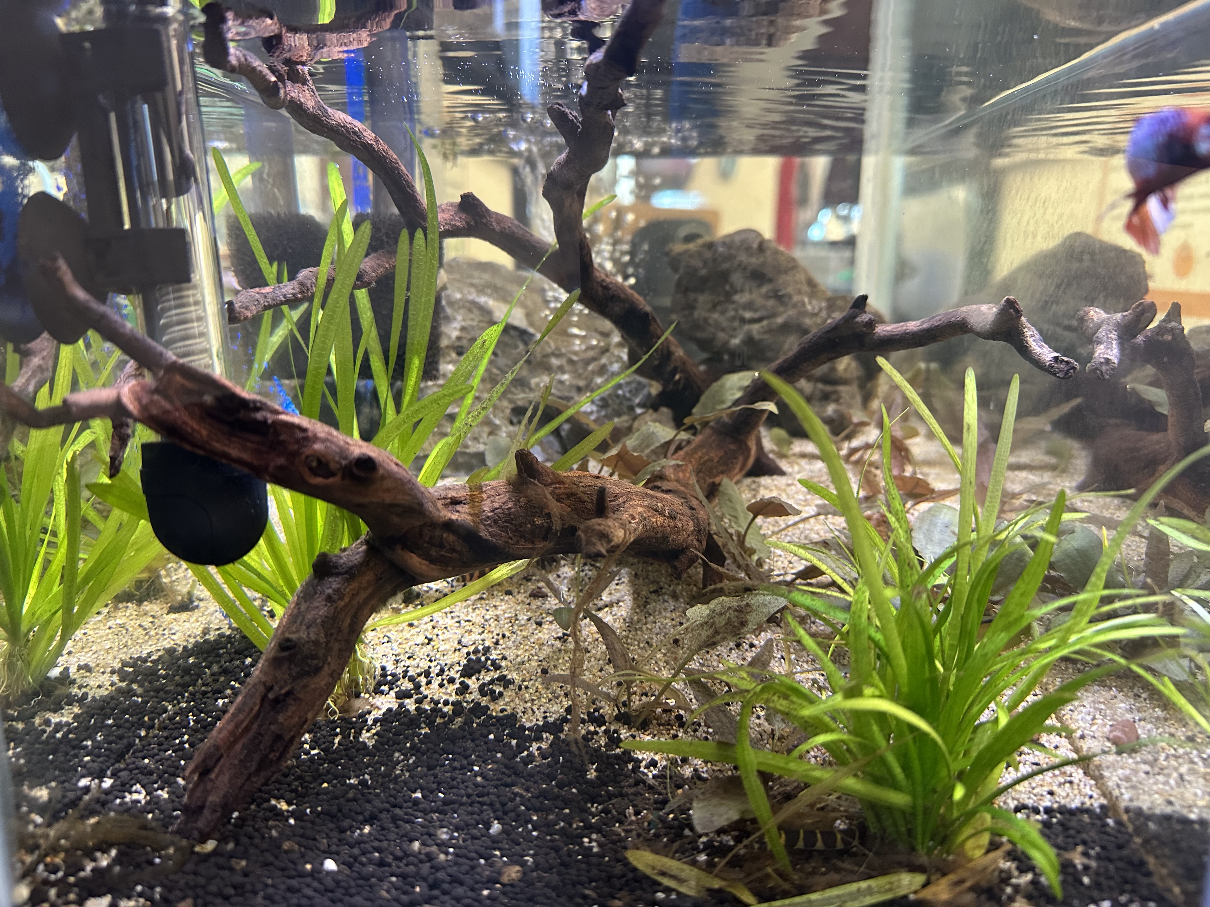 Side view of a freshwater aquarium