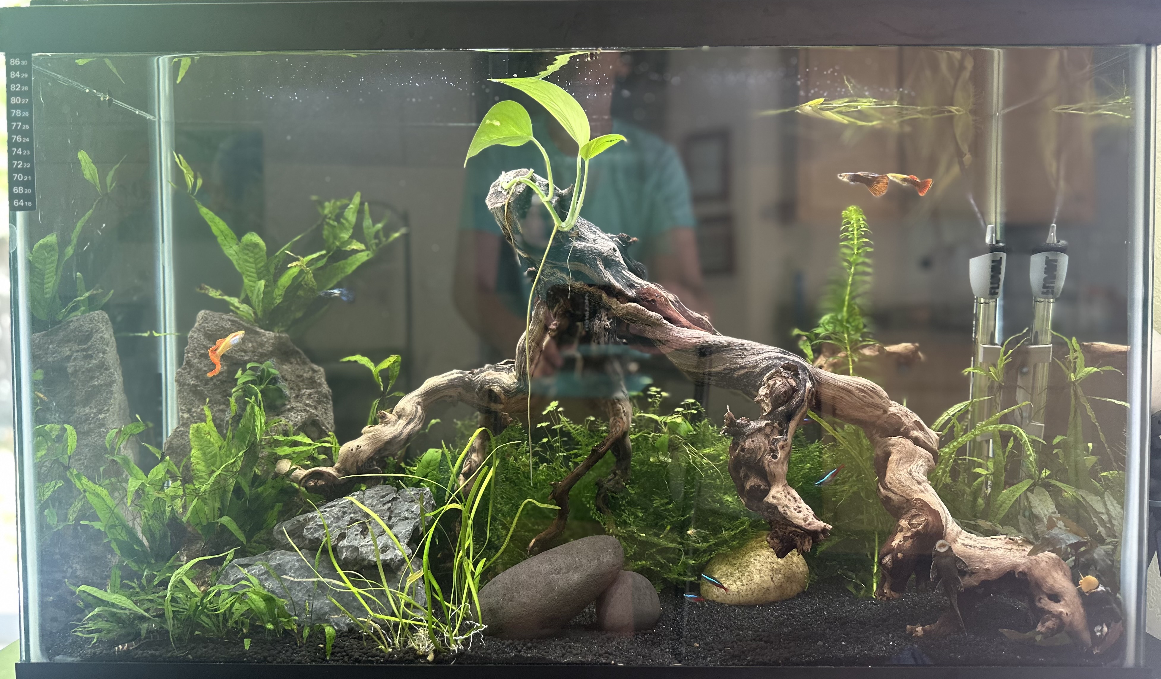 Residential freshwater aquarium with driftwood, plants, and colorful fish