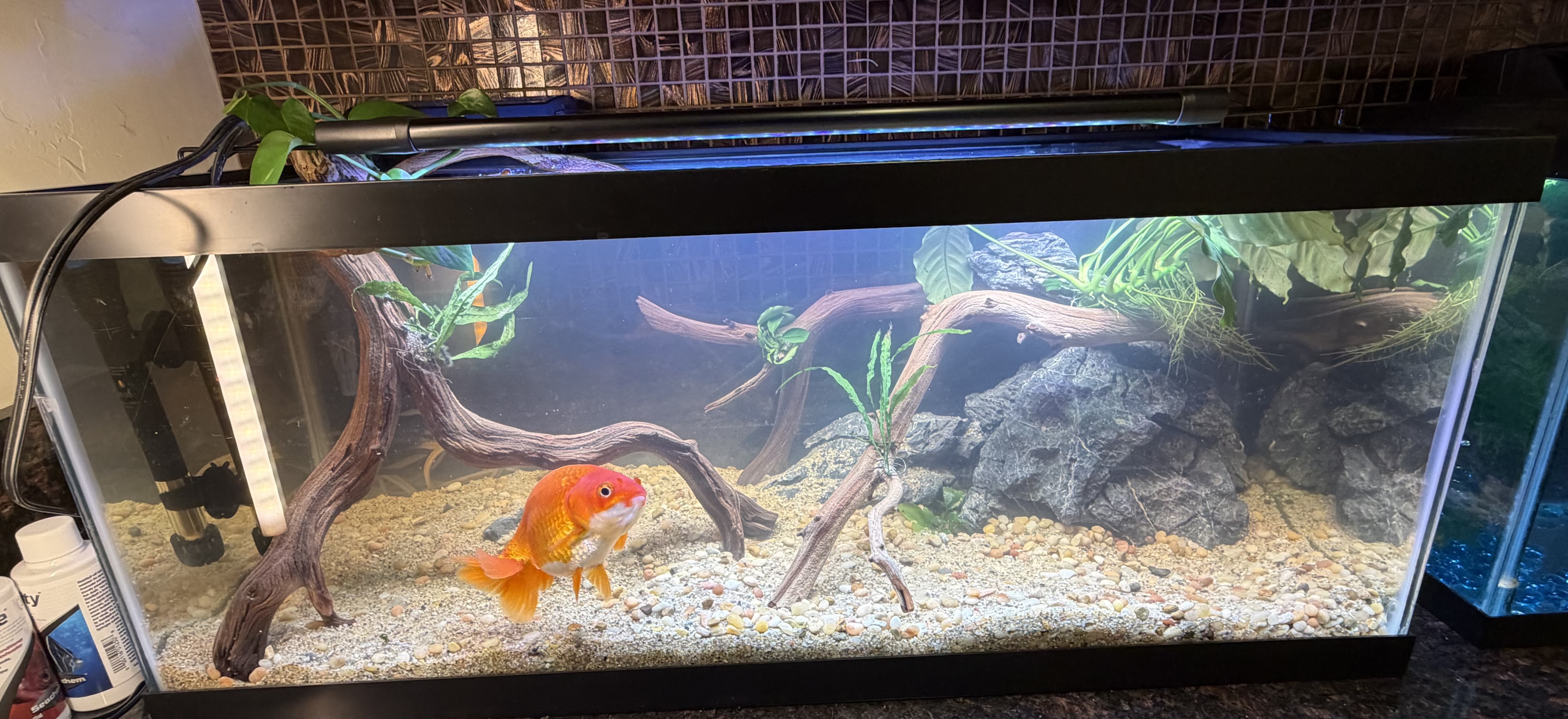 20 gallon long specialty aquarium with goldfish and terrestrial plants