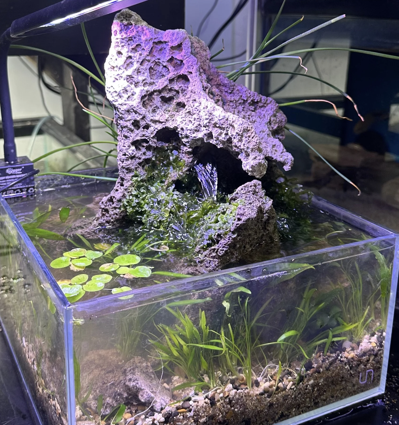 2.1 gallon paludarium with rock formation and waterfall