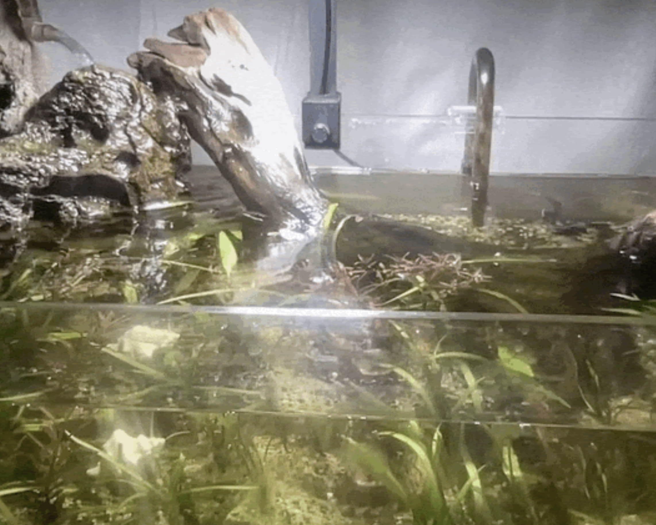 Tropical paludarium with driftwood and aquatic plants