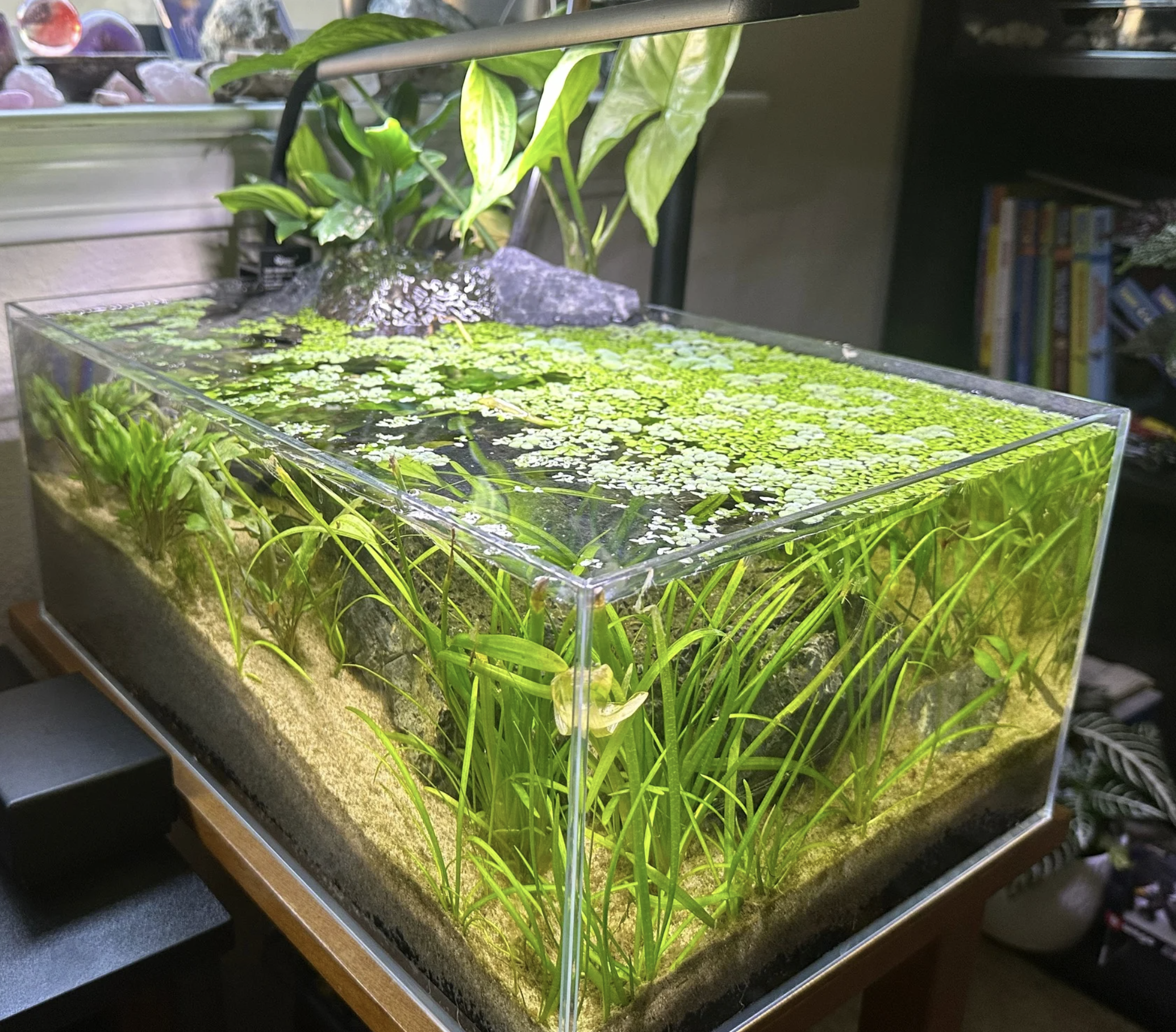 UNS Shallow Tank with floating plants and grasses